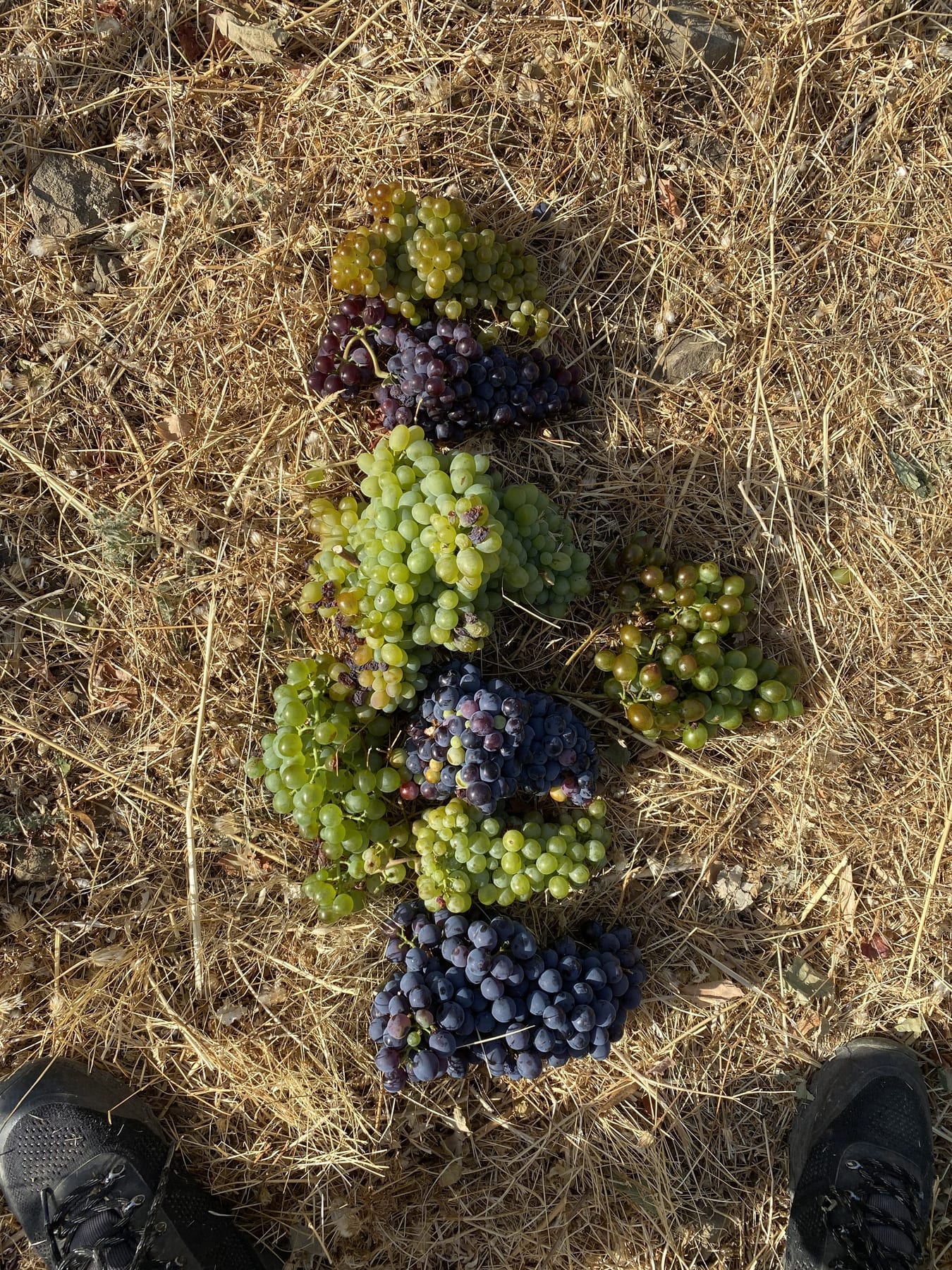 Indigenous varieties