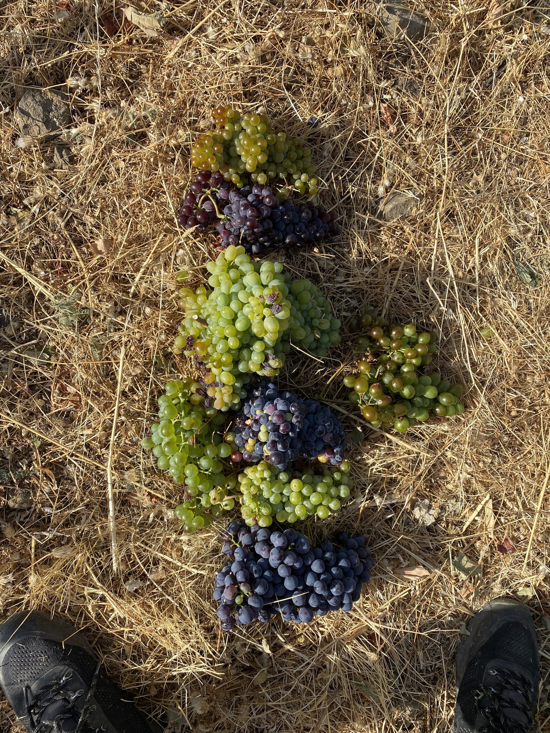 Indigenous varieties